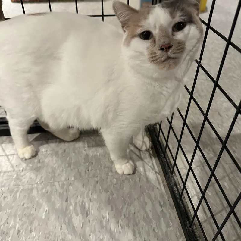 An adult medium-sized female White Domestic Short Hair cat named Jane for adoption in Macomb, MI