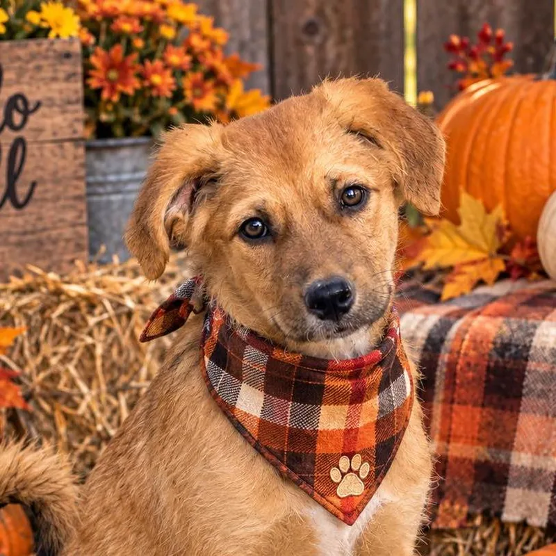 A baby medium-sized male Retriever dog named Landon for adoption in Locust Fork, AL