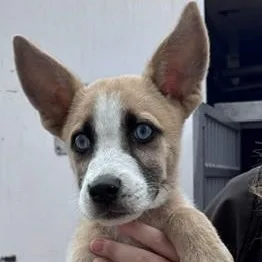 A baby medium-sized female Tricolor (Brown, Black, & White) Mixed Breed dog named Prue for adoption in Allegan, MI