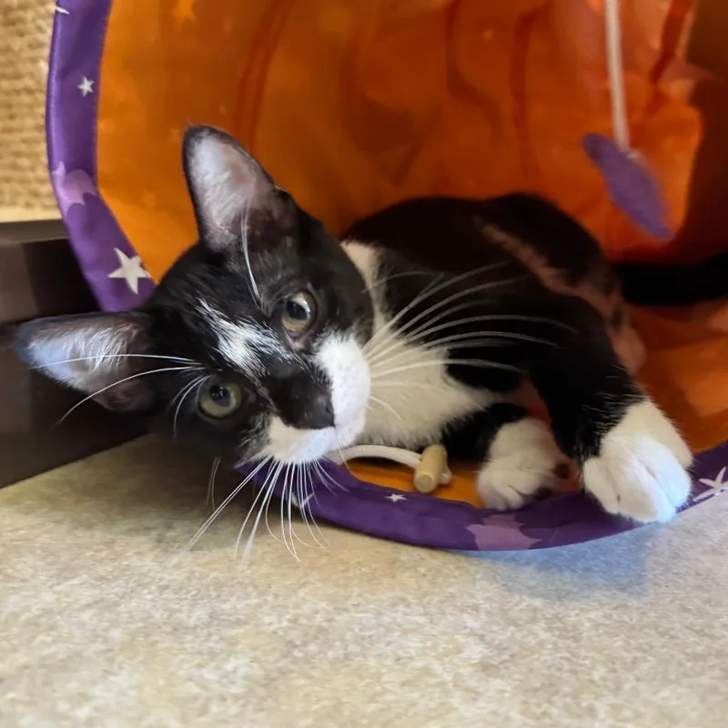 A baby small-sized female Domestic Short Hair cat named Poptart for adoption in Cambria, CA