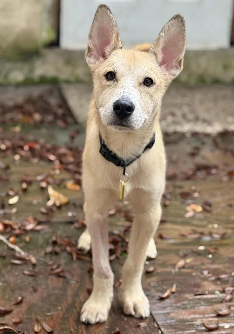 A baby medium-sized male Yellow / Tan / Blond / Fawn Siberian Husky dog named Miguel Luiz for adoption in Proctorville, OH