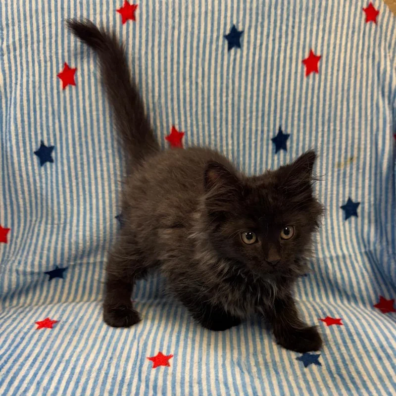 A baby small-sized male Black Domestic Medium Hair cat named Louie for adoption in Kittanning, PA