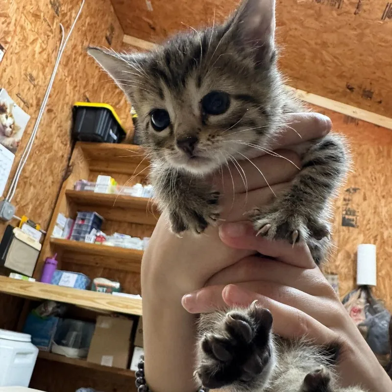 A baby small-sized male Brown / Chocolate Domestic Short Hair cat named Zeppelin for adoption in Blairsville, GA