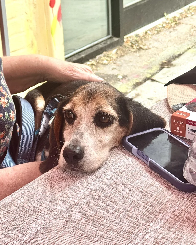 A senior small-sized female Tricolor (Brown, Black, & White) Beagle dog named In the Mood for Love for adoption in New York, NY