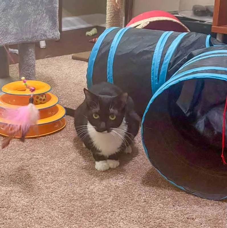 An adult small-sized female Domestic Short Hair cat named Boots for adoption in Kennesaw, GA