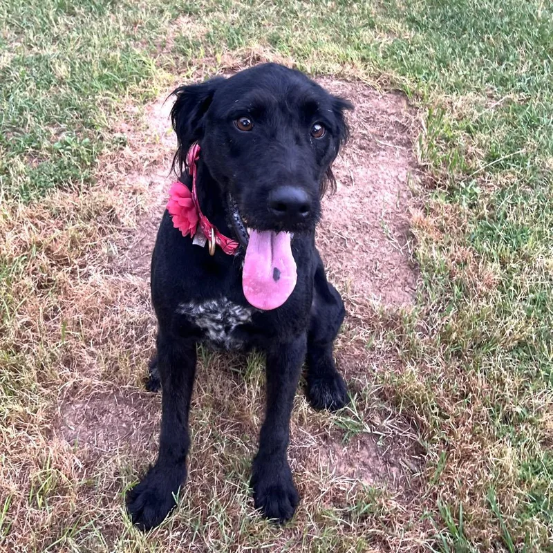 Harlow Rene thumbnail 2