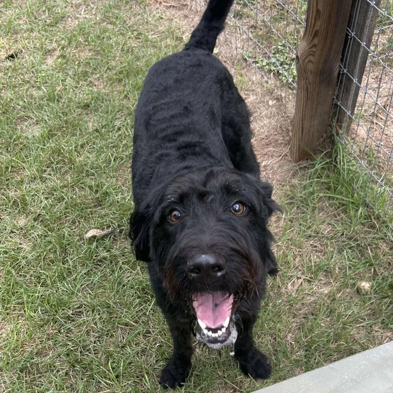 Harlow Rene thumbnail 3