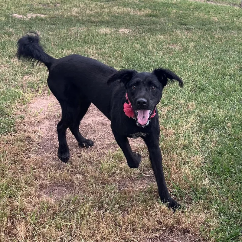 Harlow Rene thumbnail 4