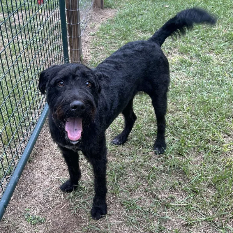 Harlow Rene thumbnail 5