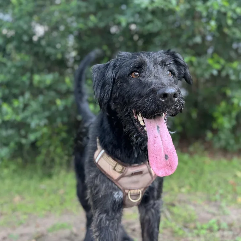 Harlow Rene thumbnail 6