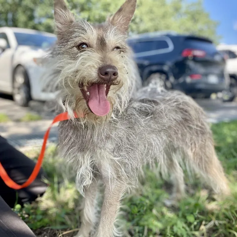 An adult small-sized female Yellow / Tan / Blond / Fawn Miniature Schnauzer dog named Tilly for adoption in Wimberley, TX