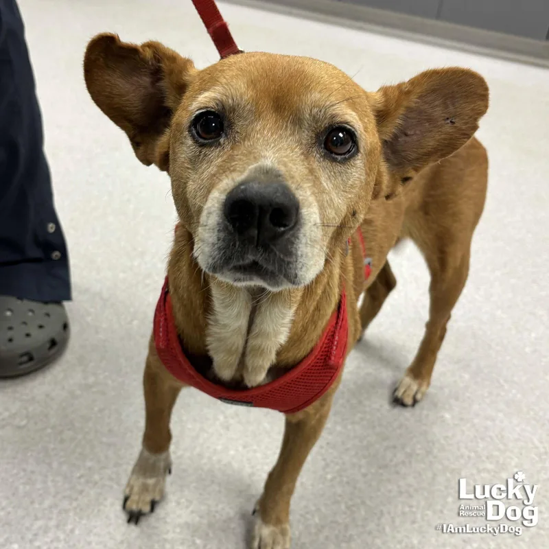 An adult small-sized female Chihuahua dog named Reddy for adoption in Washington, DC