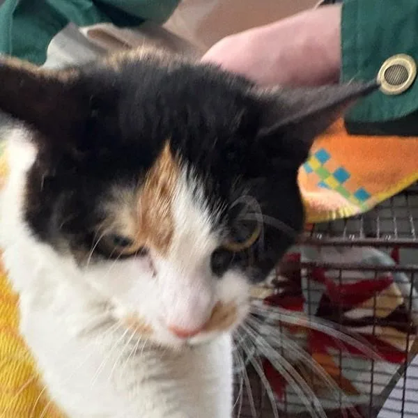 An adult medium-sized female Domestic Short Hair cat named Wanda for adoption in Des Moines, IA