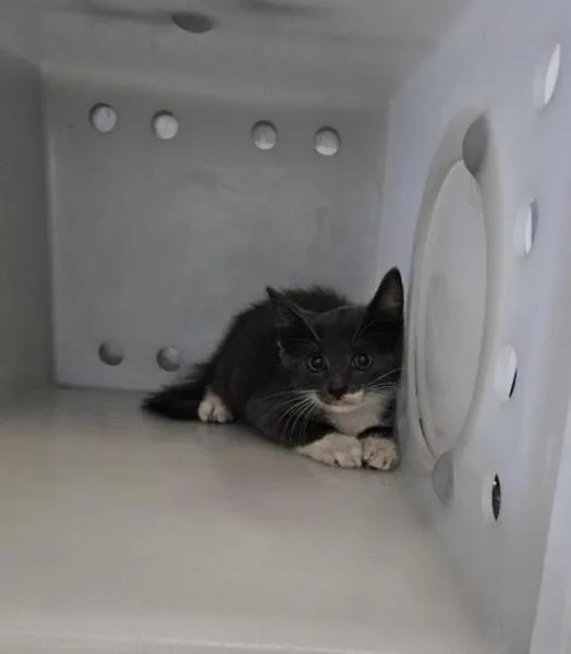 A baby small-sized male Domestic Short Hair cat named Cody for adoption in Corpus Christi, TX