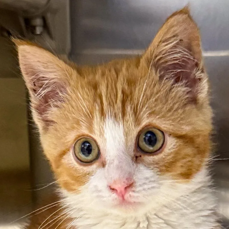 A baby small-sized male Orange / Red Domestic Short Hair cat named Quinn for adoption in Kennebunk, ME