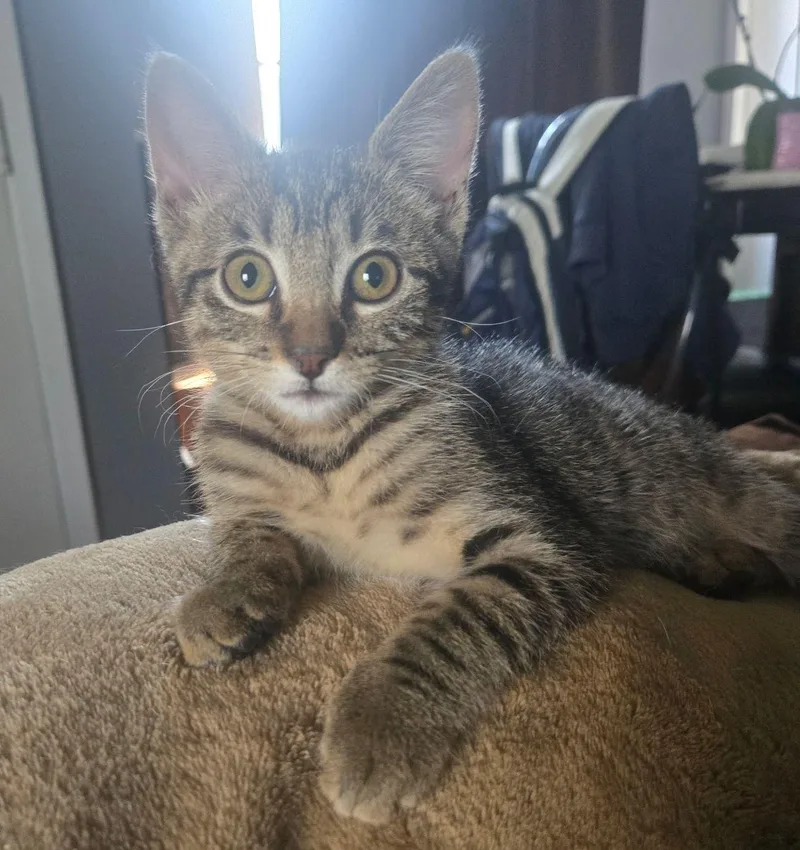A baby medium-sized female Domestic Short Hair cat named Meringue for adoption in Seal Beach, CA