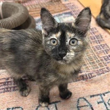 A baby small-sized female Tortoiseshell Domestic Short Hair cat named Brookie for adoption in Marshall, VA