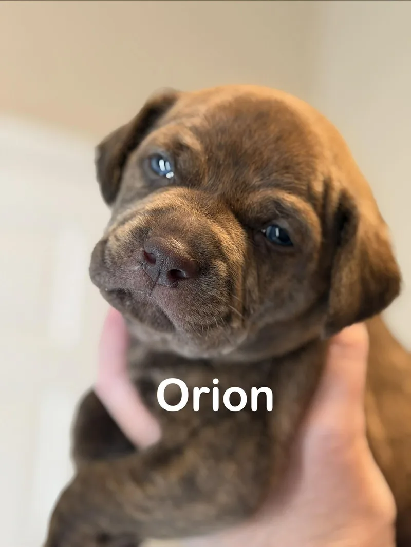 Orion