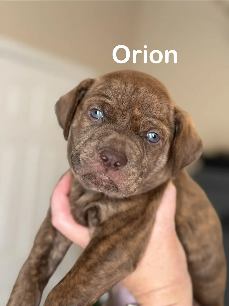 Orion thumbnail 2