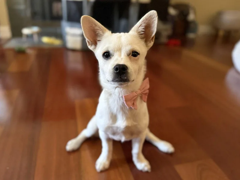 A young small-sized female Terrier dog named Karen for adoption in Sunnyvale, CA