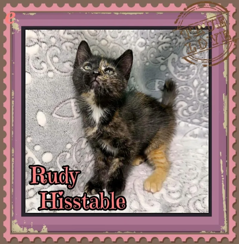 A baby small-sized female Domestic Short Hair cat named Rudy Hisstable for adoption in Jacksonville, IL