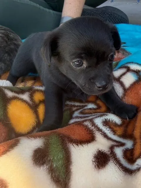 A baby small-sized female Chihuahua dog named Olive for adoption in Lodi, CA
