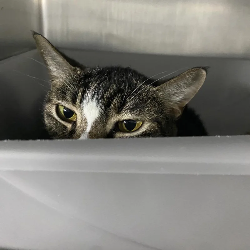 An adult medium-sized female Brown / Chocolate Domestic Short Hair cat named Doe for adoption in Lakeland, FL