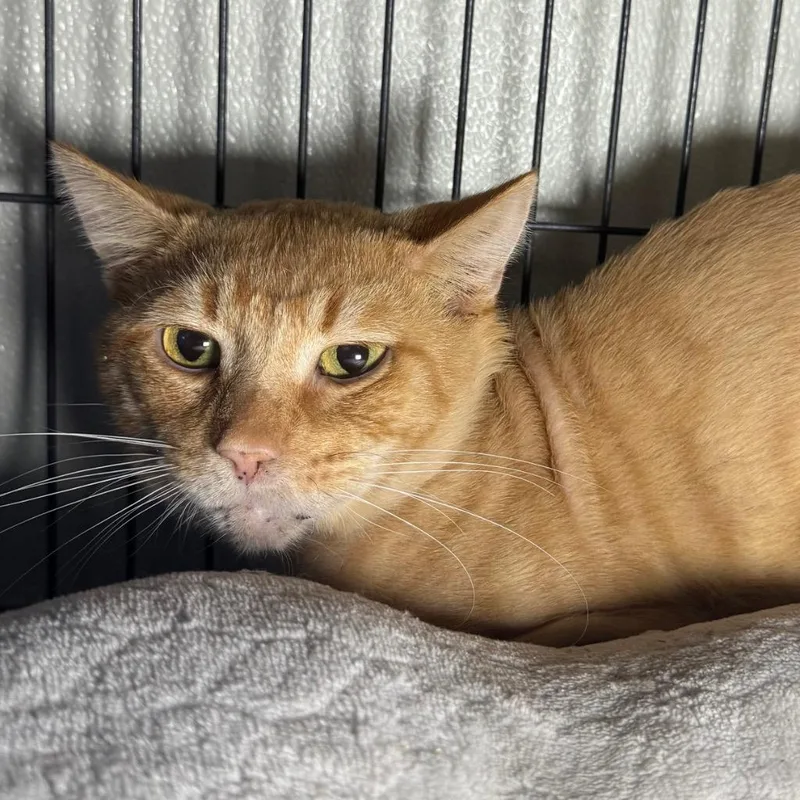 A young medium-sized male Domestic Short Hair cat named Wendell for adoption in Saginaw, MI