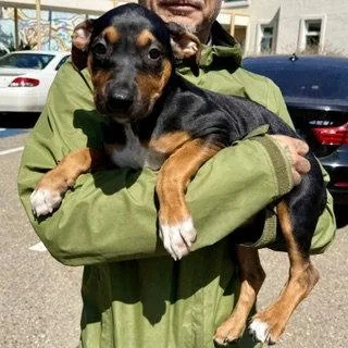 A baby large-sized female Labrador Retriever dog named Churro for adoption in Oakland, CA