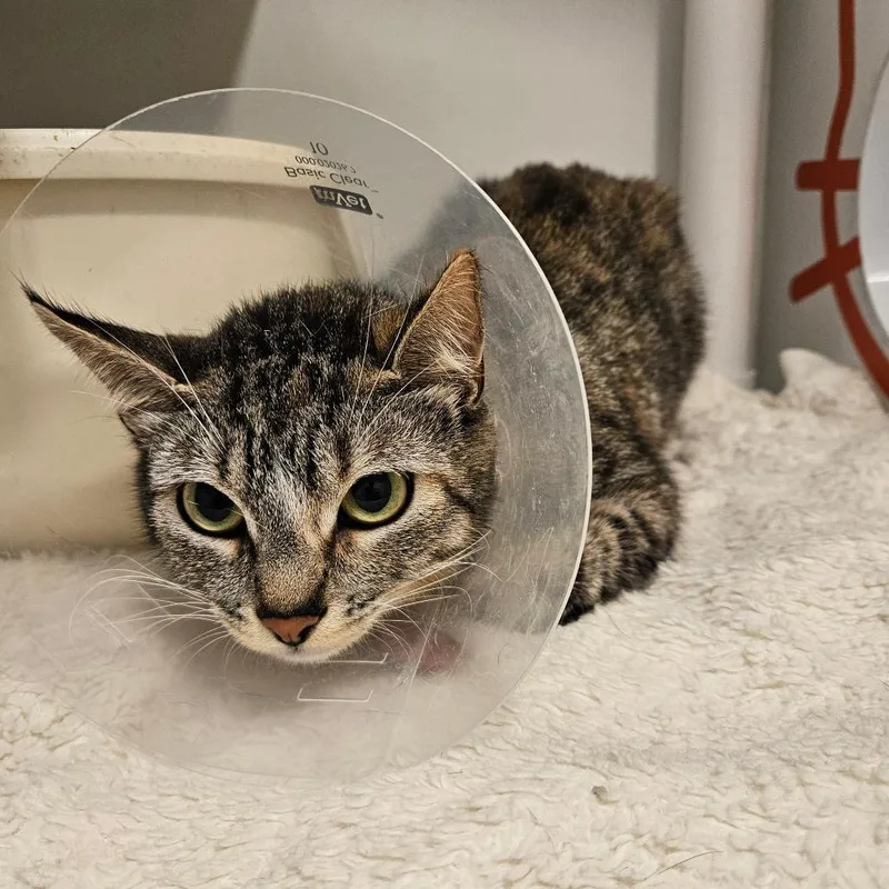 A young medium-sized female Domestic Short Hair cat named Vera for adoption in Los Angeles, CA