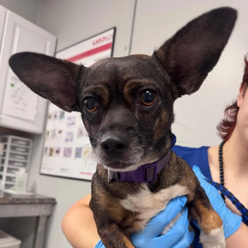 An adult small-sized female Brown / Chocolate Mixed Breed dog named Apple for adoption in Greenville, SC