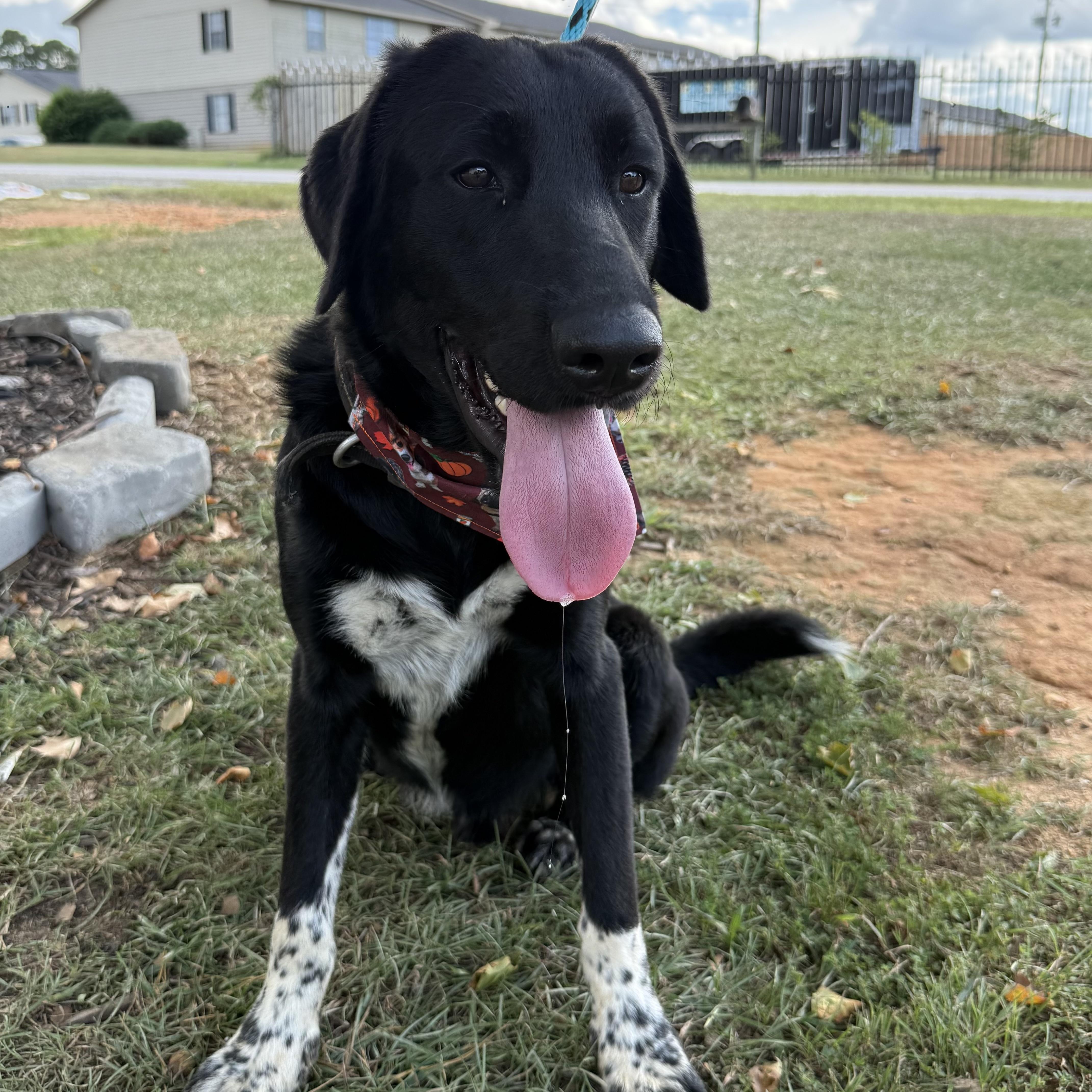 A young large-sized male Black Labrador Retriever dog named Walker for adoption in Columbia, SC