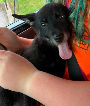 A baby medium-sized male Black Mixed Breed dog named Apollo for adoption in Albany, NY
