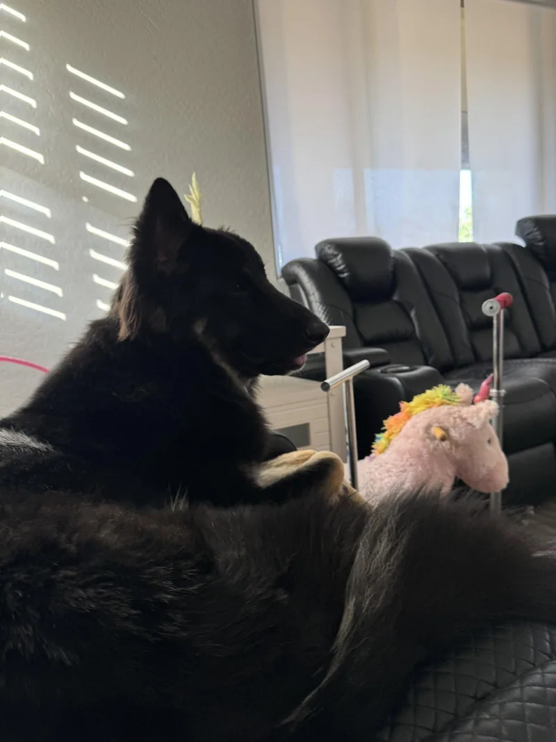 An adult large-sized male German Shepherd Dog dog named Mowgli for adoption in Chandler, AZ