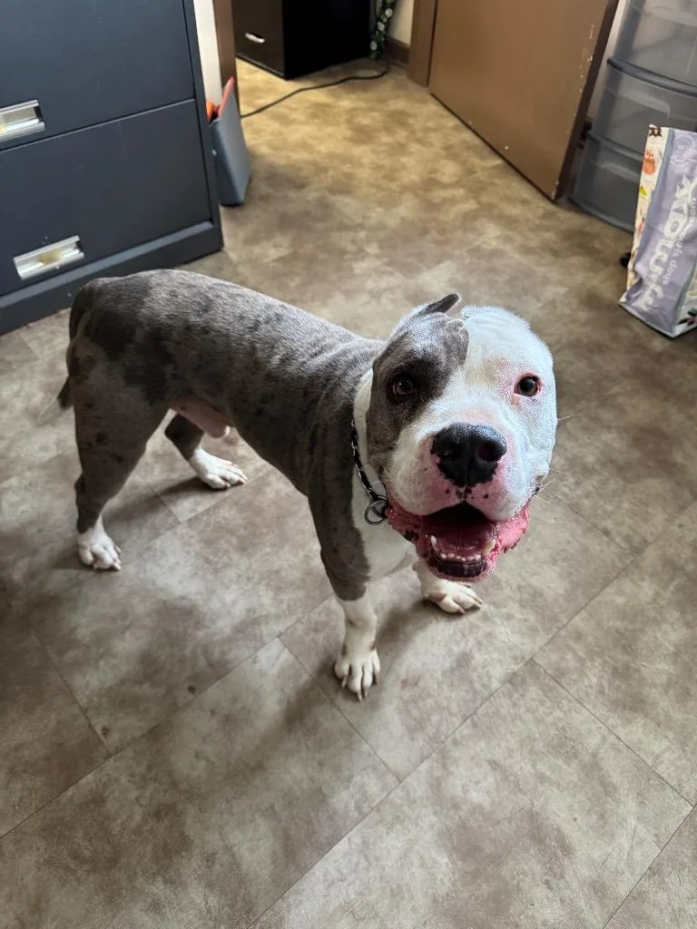 A young medium-sized male Mixed Breed dog named Ll Drool J for adoption in Springfield, OH