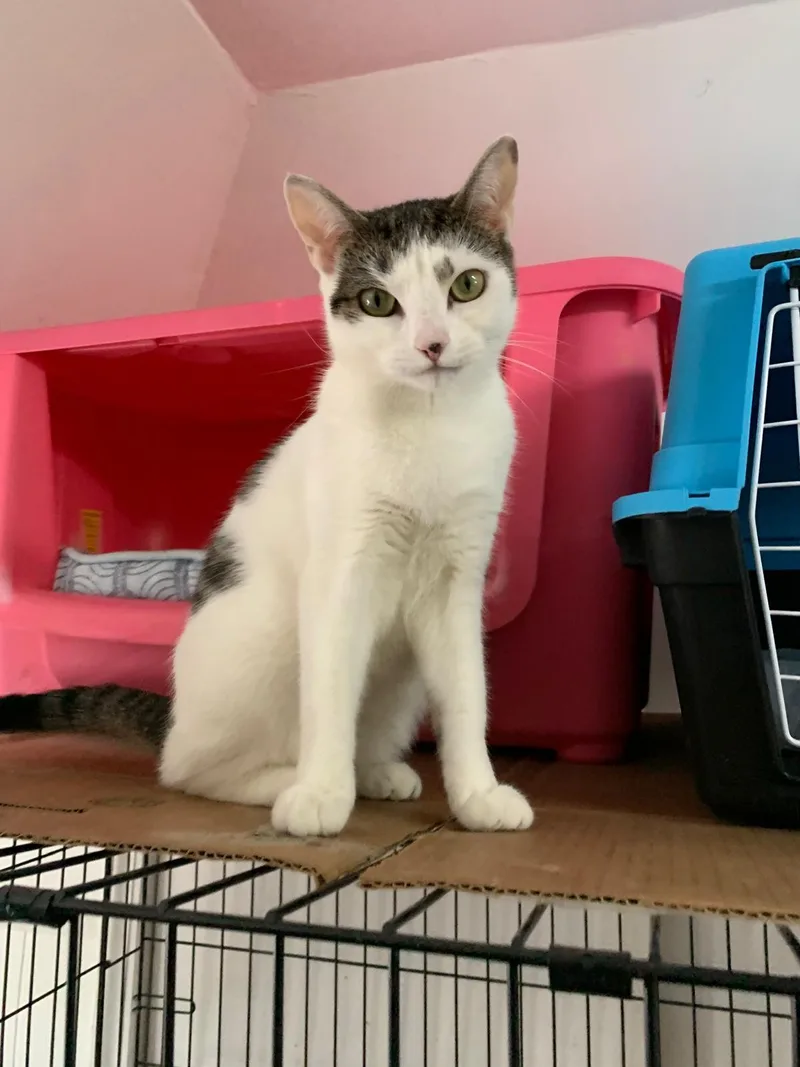 A young medium-sized female Tabby (Buff / Tan / Fawn) Domestic Short Hair cat named Mimi for adoption in Brooklyn, NY