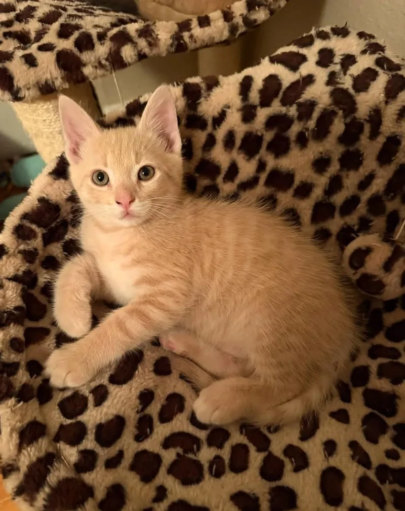 A baby medium-sized male Tabby (Orange / Red) Domestic Short Hair cat named Nacho for adoption in Washoe Valley, NV