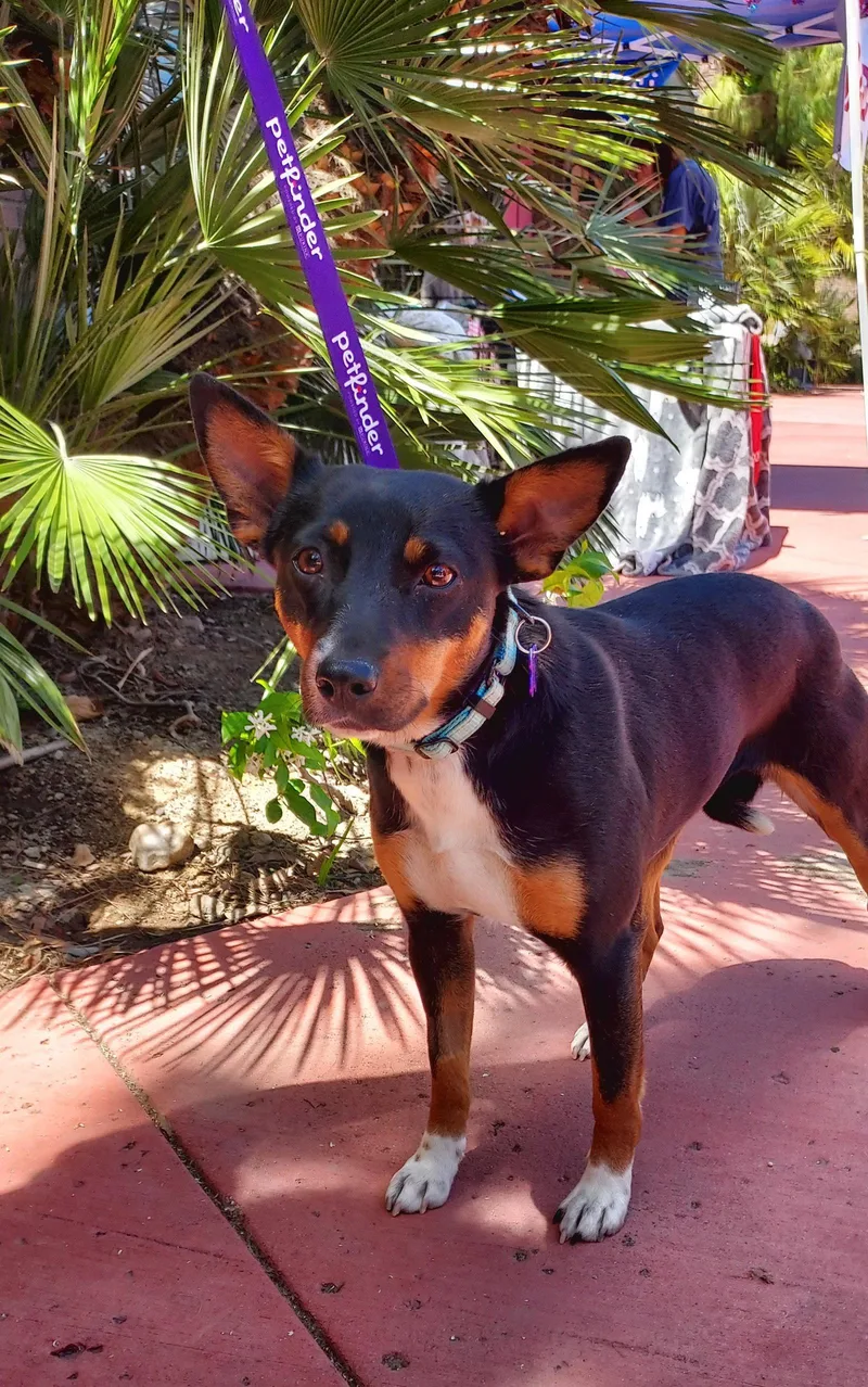 An adult medium-sized female Miniature Pinscher dog named Shayla for adoption in Mentone, CA