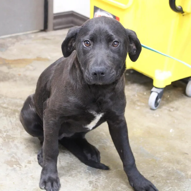 A baby medium-sized female Black Labrador Retriever dog named Octavia for adoption in Cleveland, MS