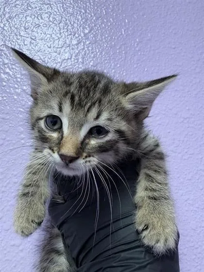 A baby small-sized male Gray / Blue / Silver Domestic Medium Hair cat named 60946541 for adoption in El Paso, TX