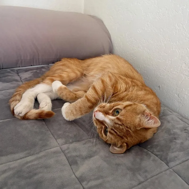 An adult small-sized male Orange / Red Domestic Short Hair cat named Butternut for adoption in Pacific Palisades, CA