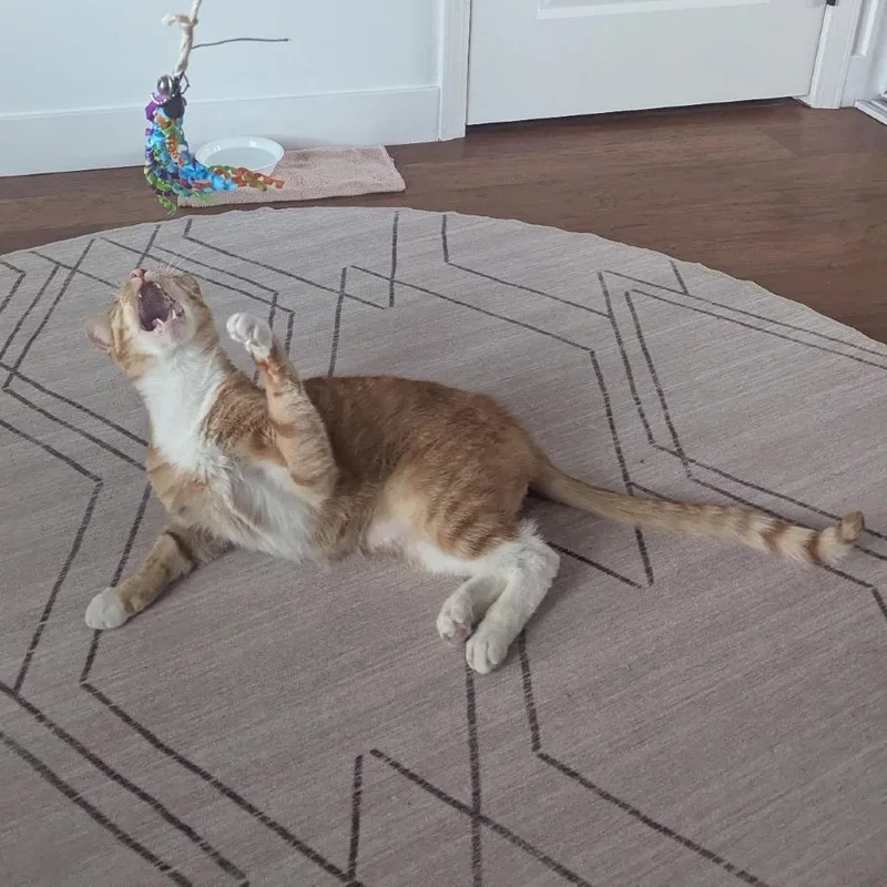 Butternut thumbnail 4
