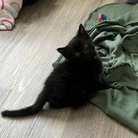A baby small-sized male Black Domestic Short Hair cat named Copperbottom for adoption in Mebane, NC