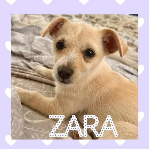 A baby small-sized female Yellow / Tan / Blond / Fawn Terrier dog named Zara for adoption in Raleigh, NC