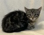 A young medium-sized male Domestic Short Hair cat named Cedar for adoption in Buffalo, MN