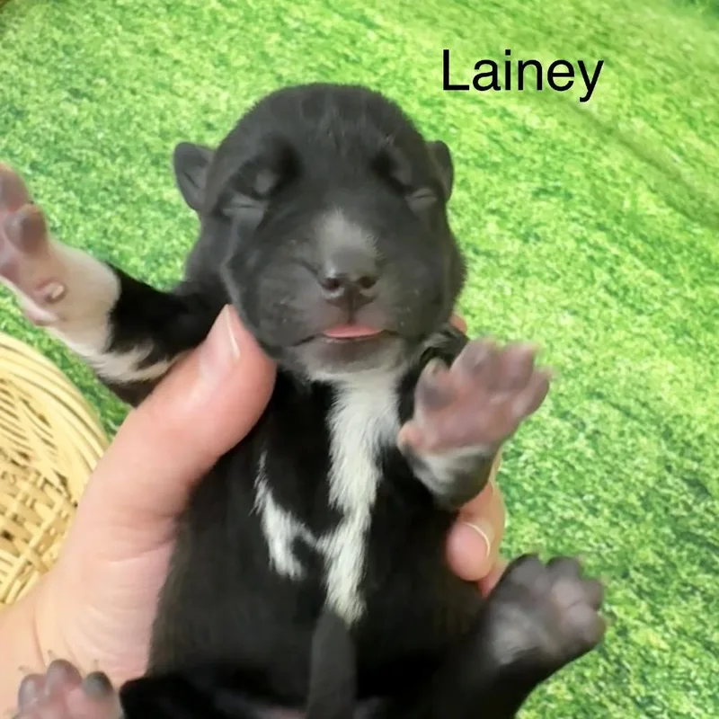 Lainey