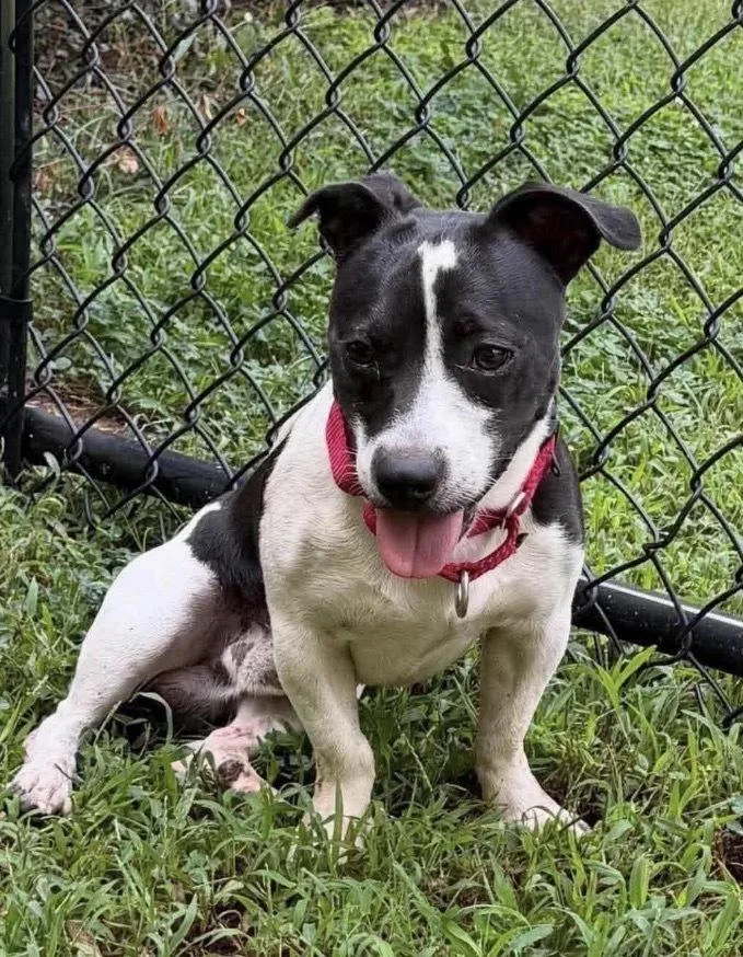 An adult small-sized male Tricolor (Brown, Black, & White) Dachshund dog named Sam for adoption in Amherst, NY