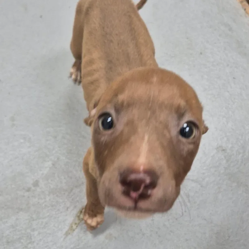 A baby small-sized male Brown / Chocolate Mixed Breed dog named Straymorrisroad for adoption in Columbus, GA