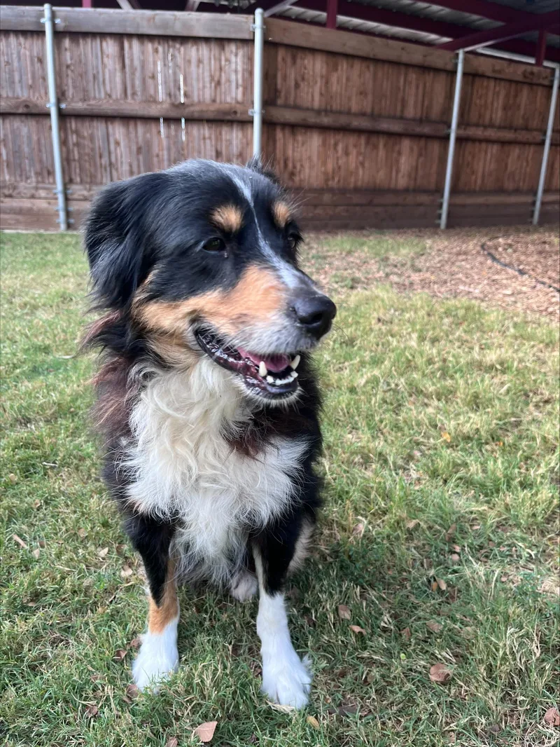 An adult medium-sized female Australian Shepherd dog named Lexi A for adoption in Plano, TX