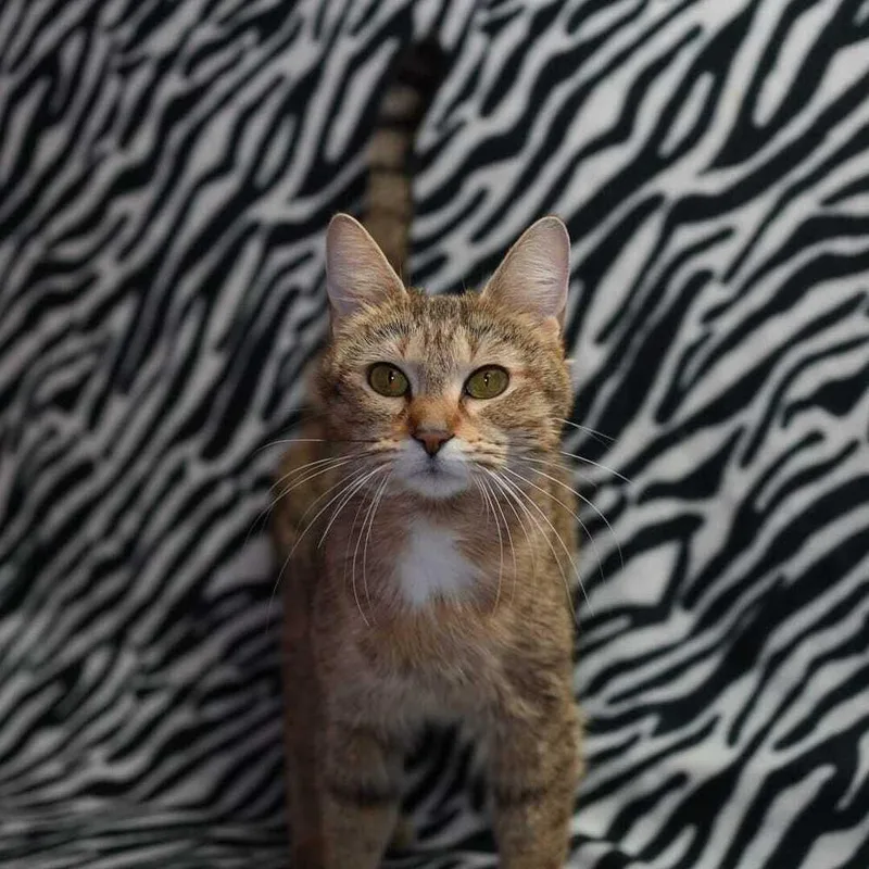 A young medium-sized female Domestic Short Hair cat named Zuri for adoption in Wheaton, IL